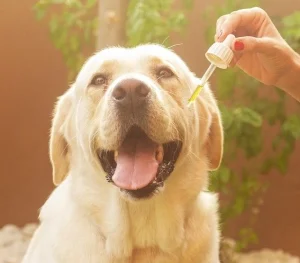 picture of a dog given drops of coconut oil- pet care