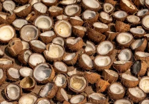 drying copra to make pure coconut oil