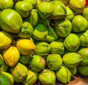 picture of mature green coconuts